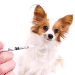 This Is Why Your Dog Needs Vaccinations..